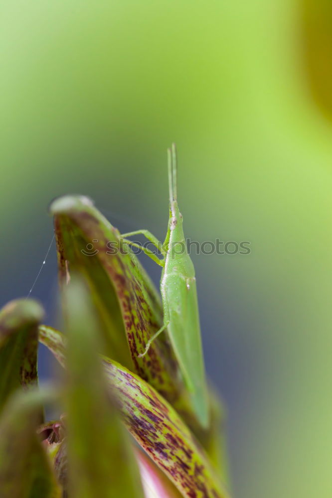 Similar – Image, Stock Photo Bug on the lurk Plant