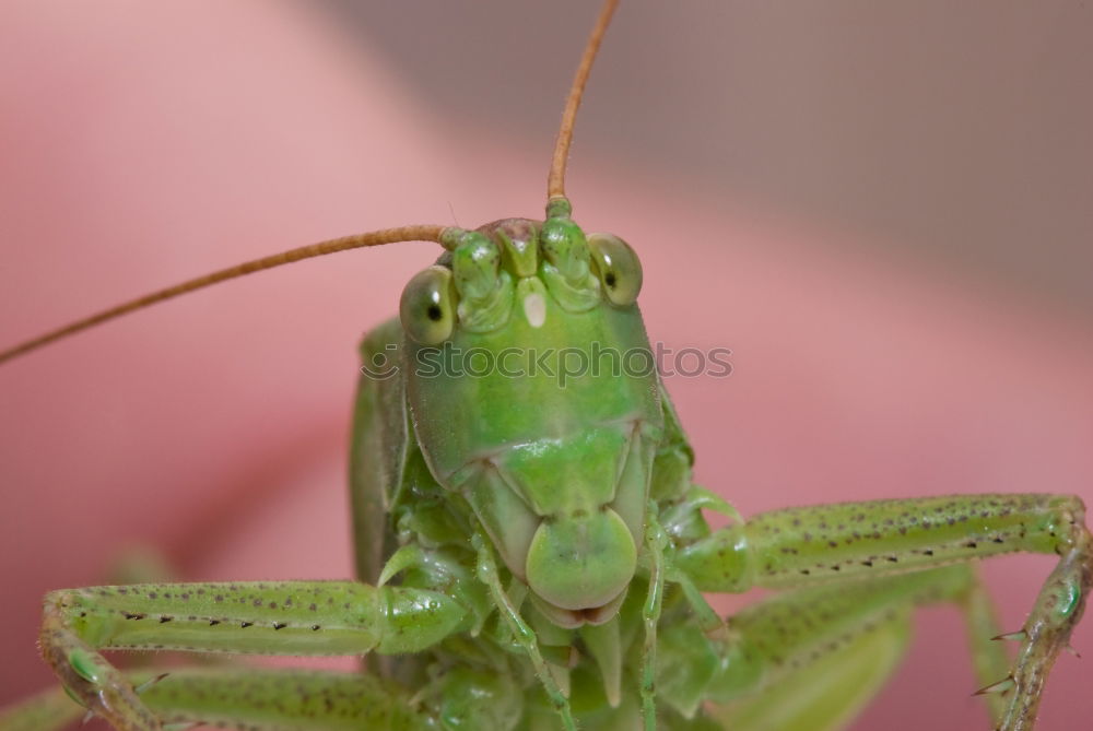 Similar – Locust, Insect Rear view