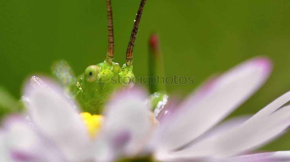 Similar – Weiße Braut Gänseblümchen