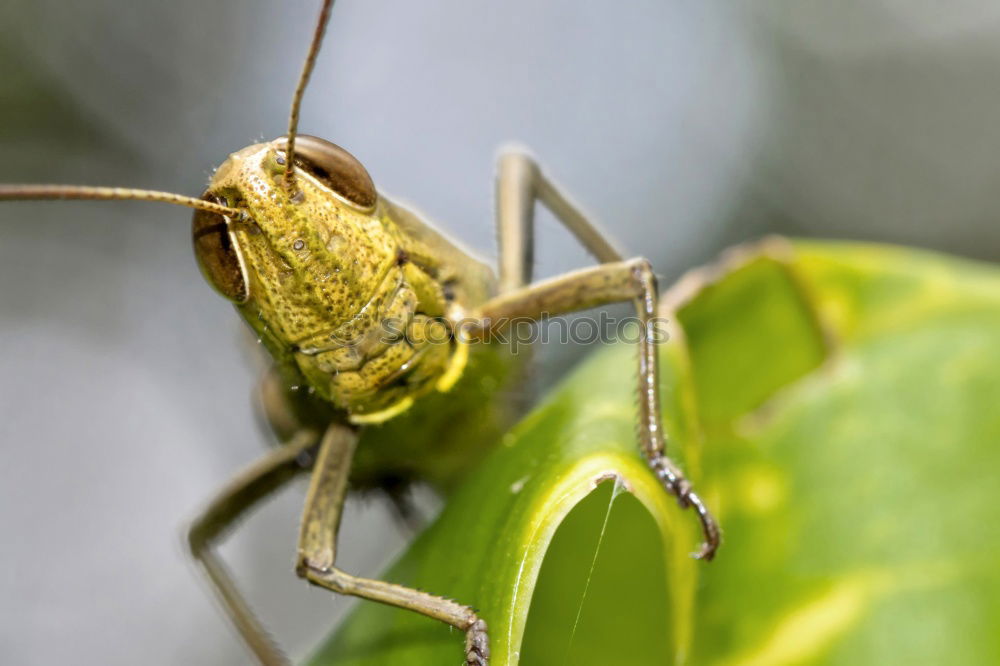 Similar – Bugged bug Nature Plant