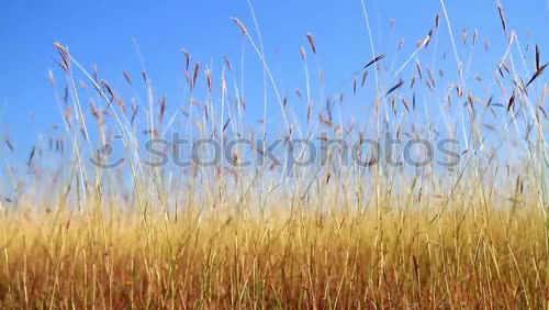 Similar – Foto Bild Getreidefeld Gerste gelb