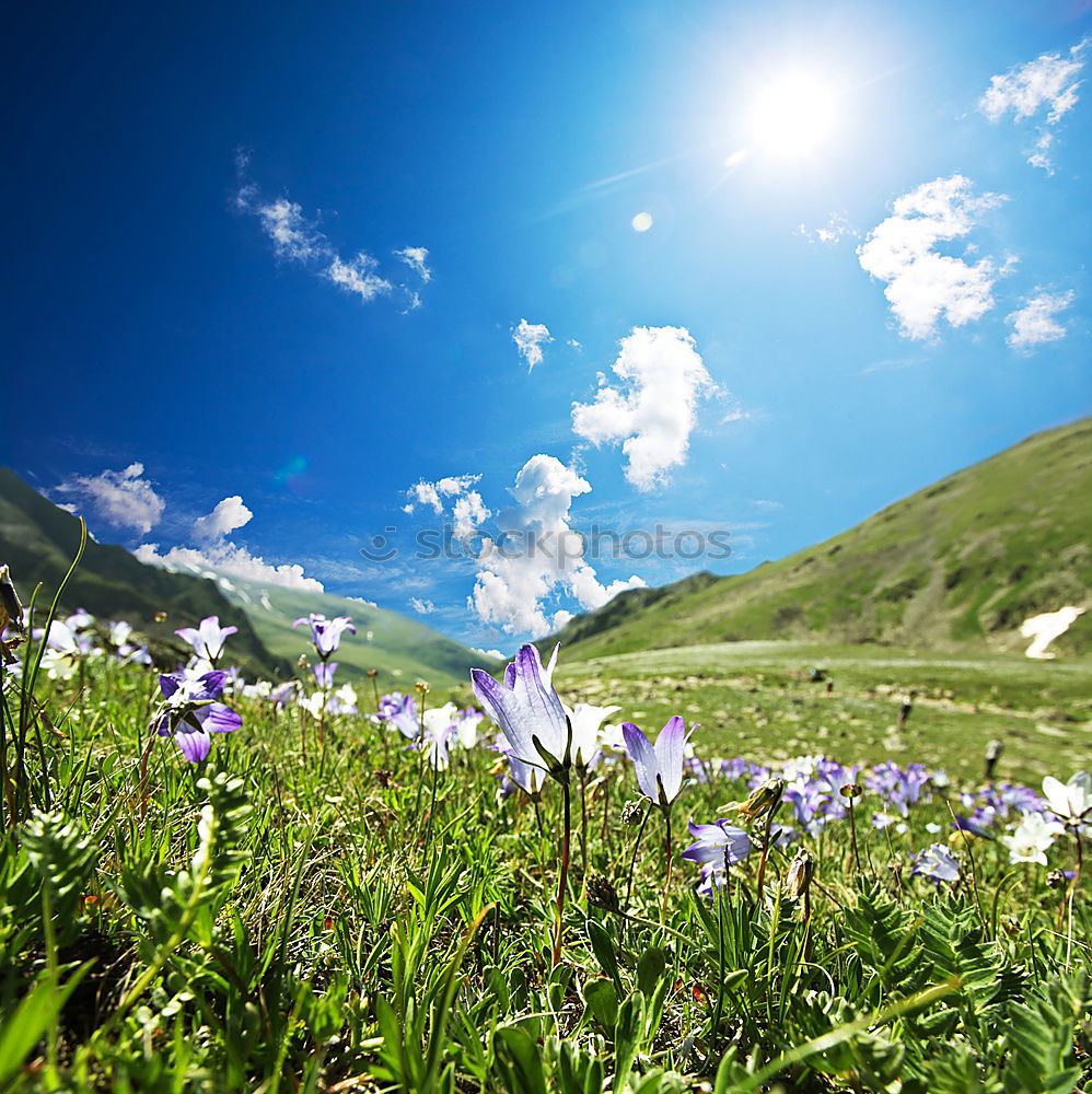 Similar – Crocus blooms in the foreground, behind it a mountain range