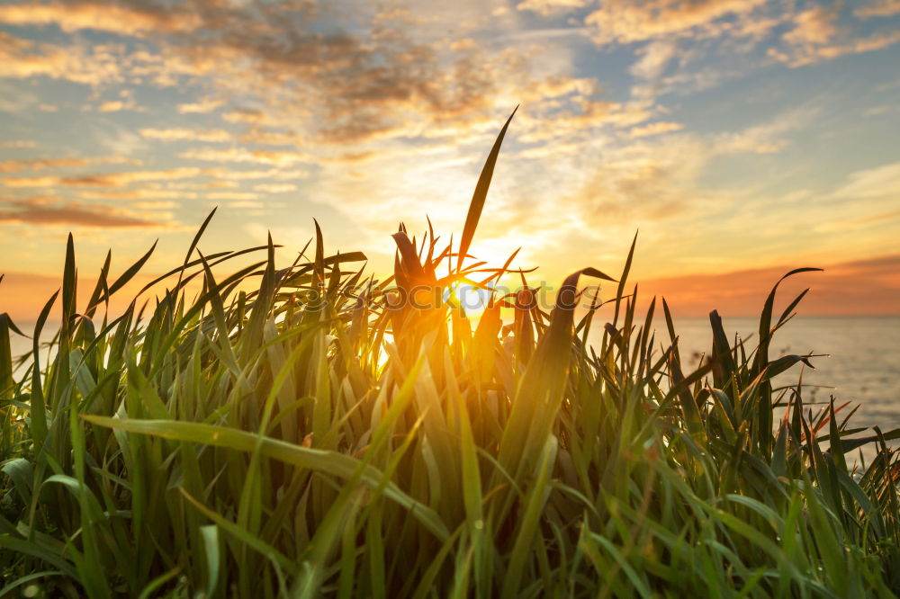 Similar – Image, Stock Photo Sunrise Field Agriculture