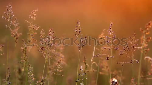 Similar – Image, Stock Photo spring whisper Nature