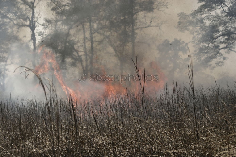 Similar – Foto Bild Feuerland Natur Landschaft