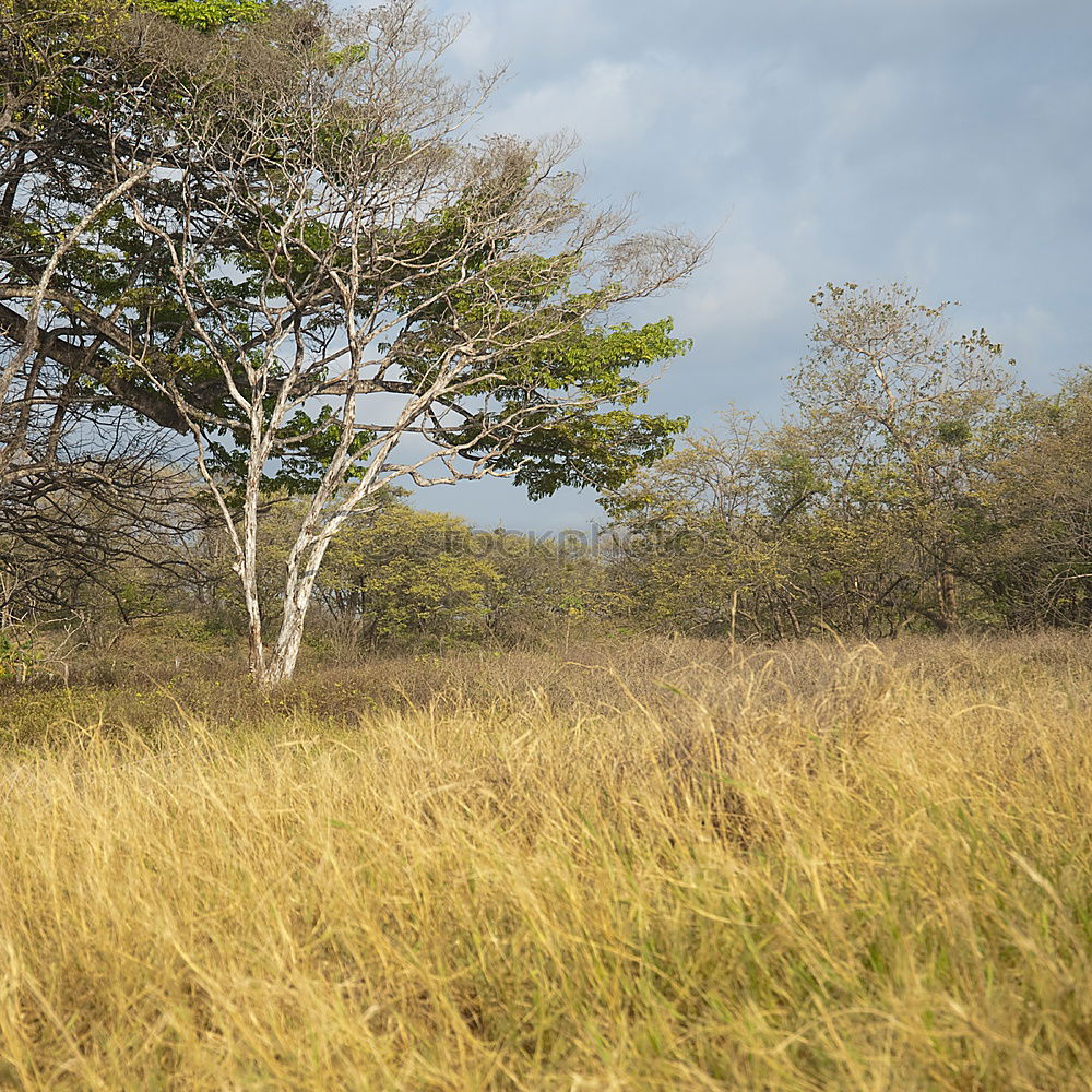 Similar – Image, Stock Photo Green mixed woods Forest