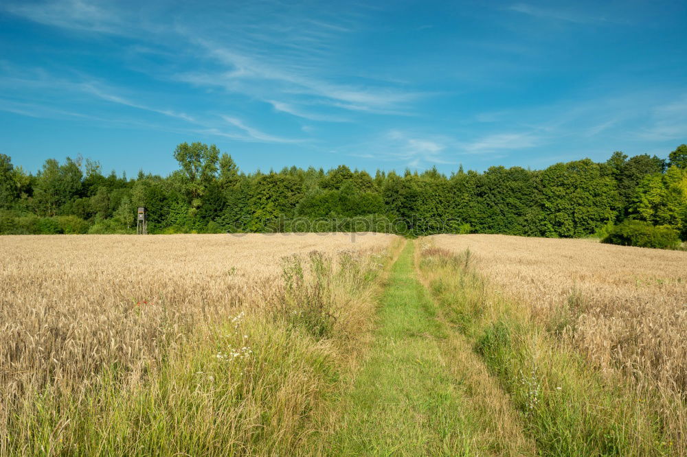 Similar – Rape field on Rügen Canola