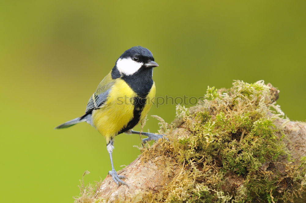 Similar – Image, Stock Photo Cinciallegra (Parus major)