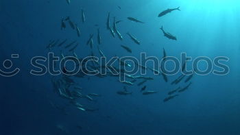 Similar – Image, Stock Photo curious onlookers Ocean