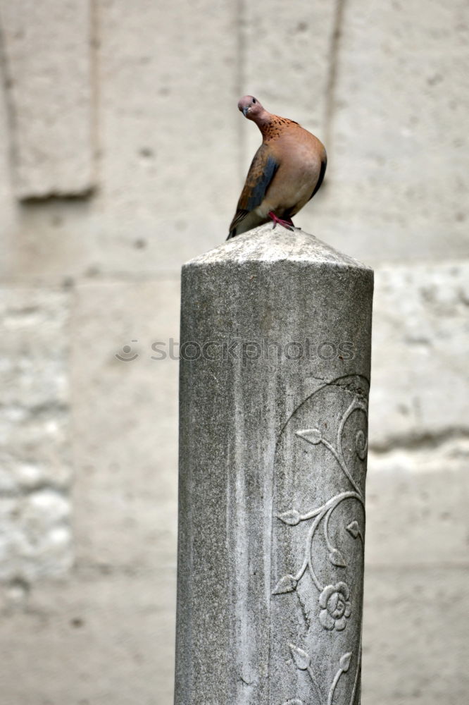 Similar – Image, Stock Photo I’m gonna be black-eyed for a swallow.