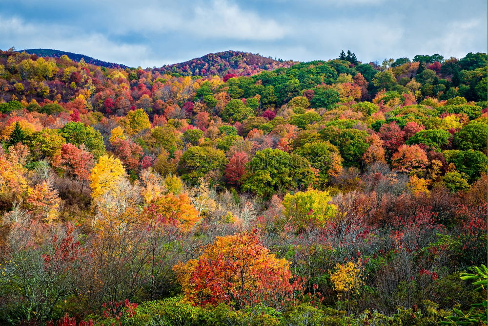 Similar – Autumn in Grunewald