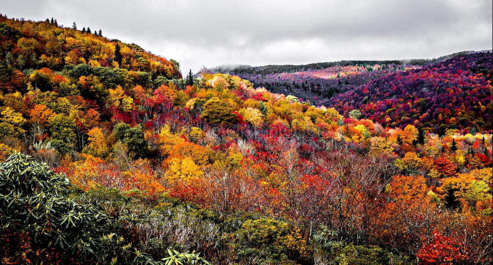 Similar – Autumn in Grunewald