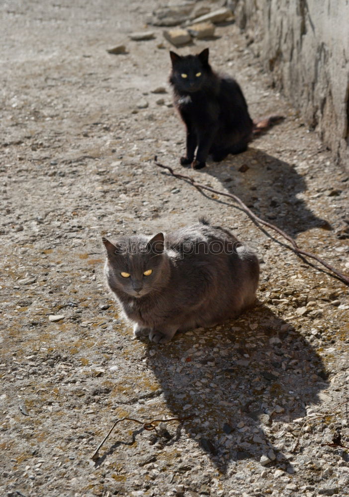 Similar – Two cats in front of door