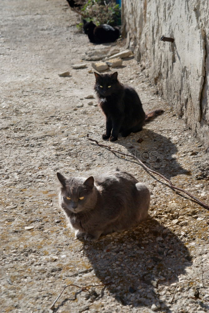 Similar – Two cats in front of door