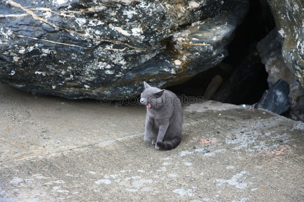 Similar – Image, Stock Photo Cat from above Black Gray