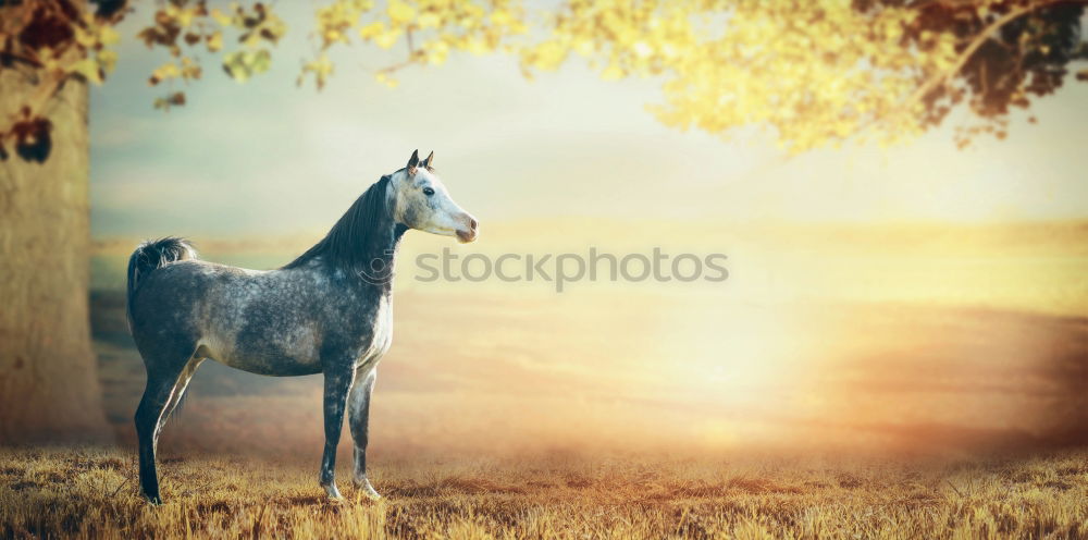 Similar – Image, Stock Photo domestic Curiosity Brown