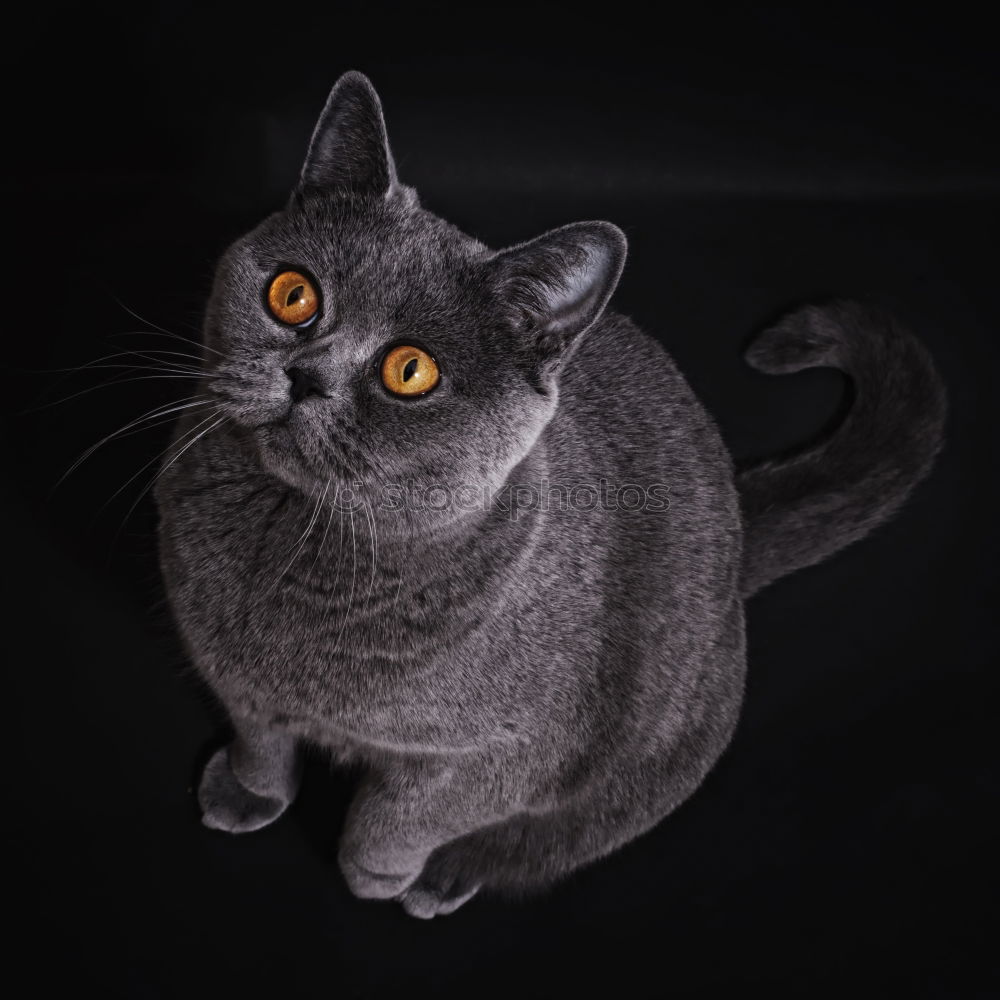 Similar – Bonnie Animal Pet Cat 1