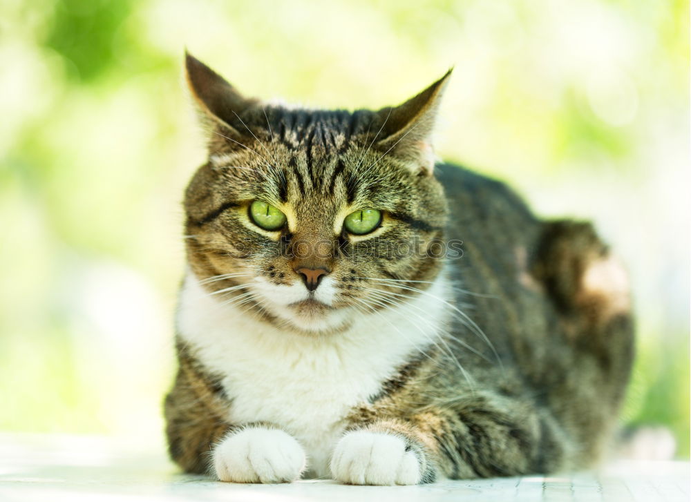 Similar – Image, Stock Photo Cat balancing on the edge of the rain barrel