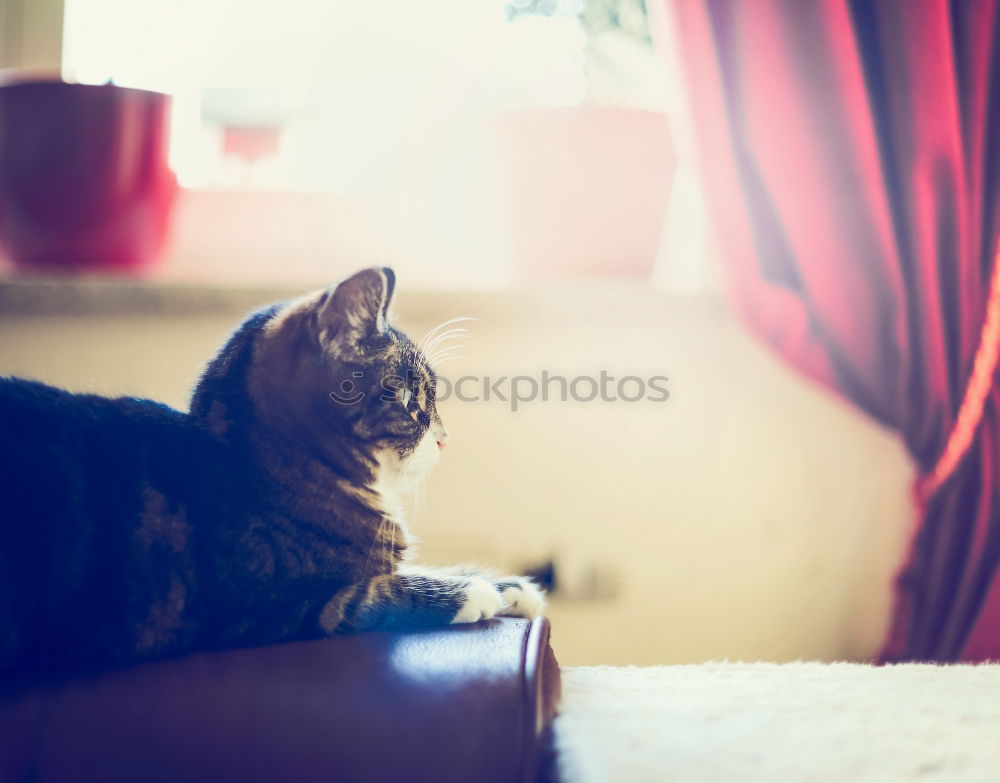 Similar – Cat sleeping in basket