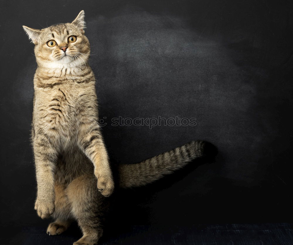 Similar – Image, Stock Photo cat