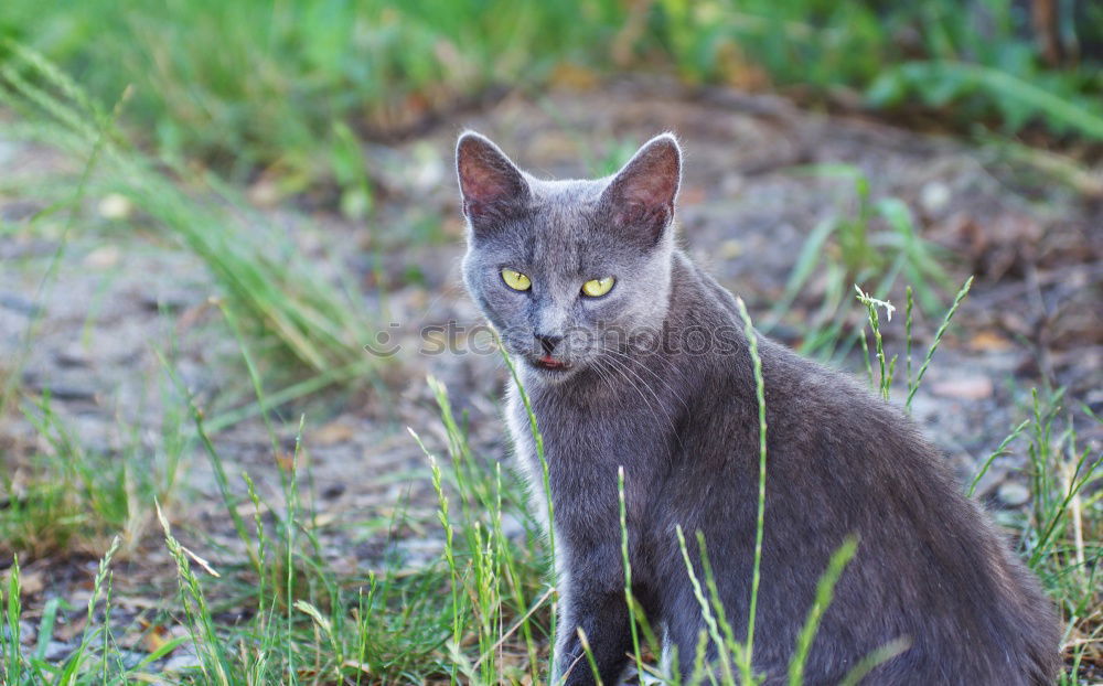 Similar – Image, Stock Photo Encounter with a cat in the grass