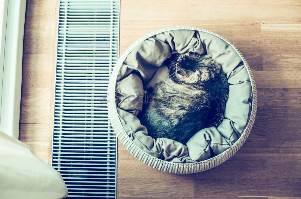 Cat sleeping in basket