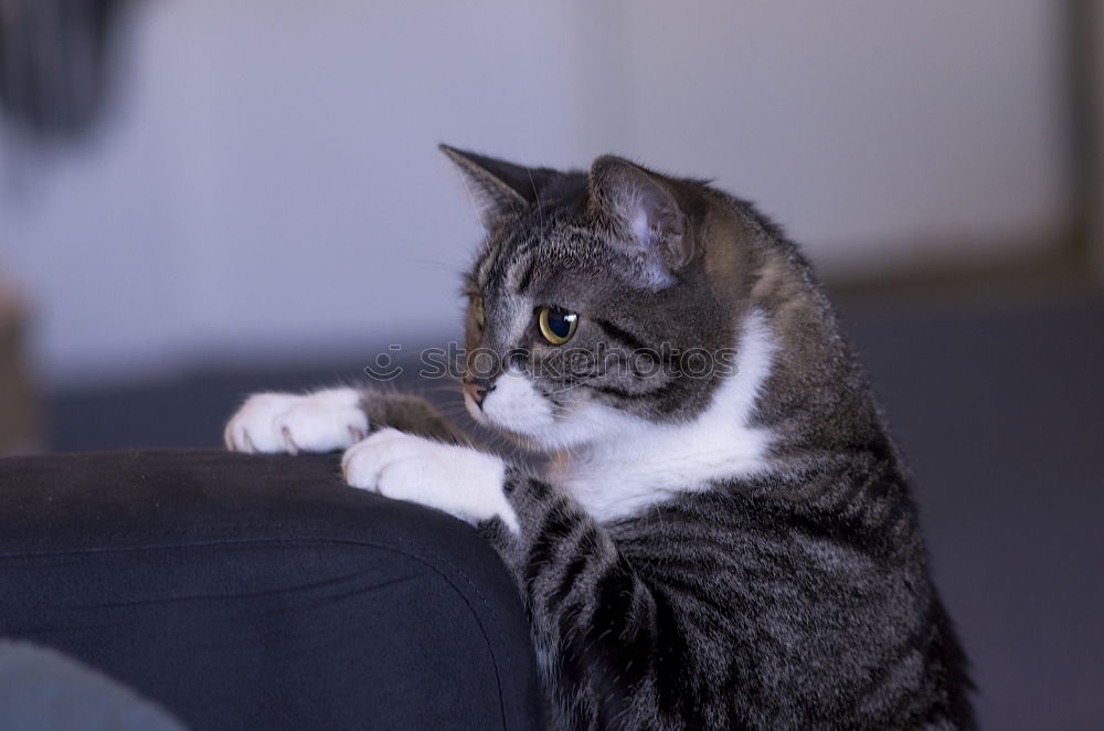 Similar – Image, Stock Photo cat blessing Pet Cat 1