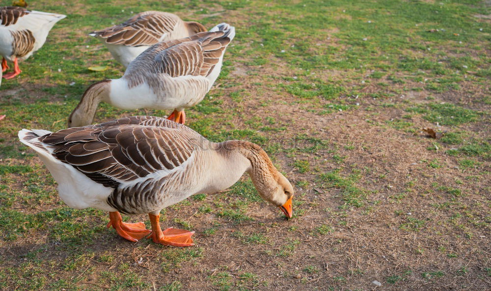 Similar – Image, Stock Photo twins Duck Mallard Meadow