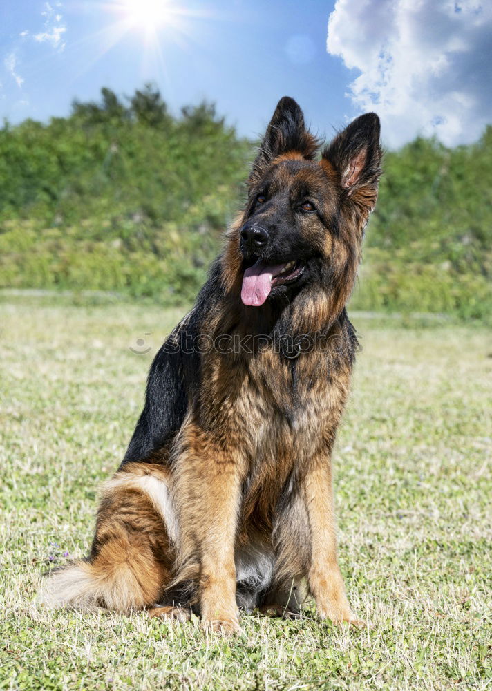 Similar – Belgian Shepherd Malinois