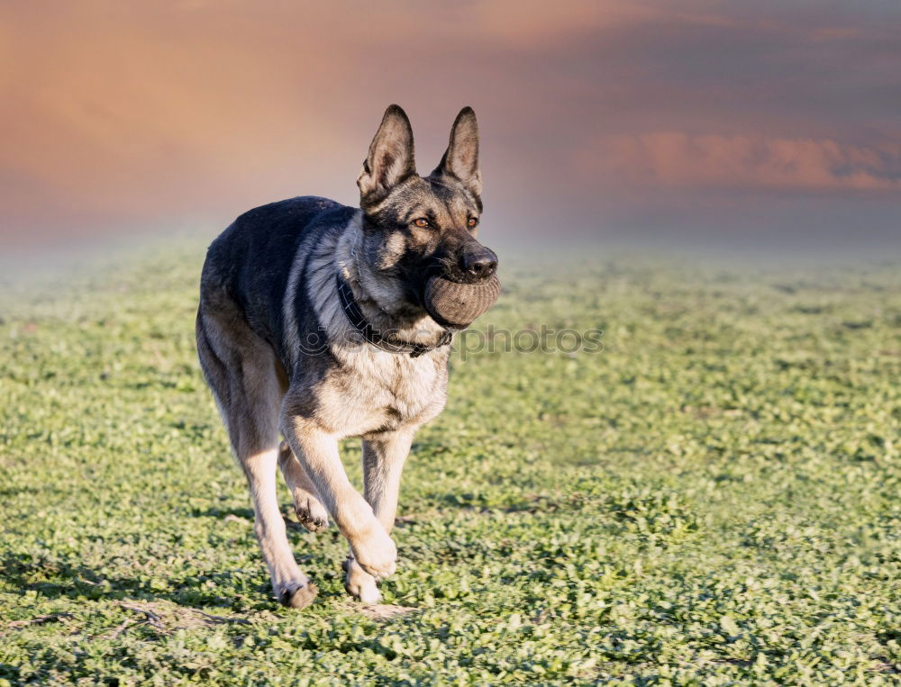 Similar – Happy black and tan dog standing panting