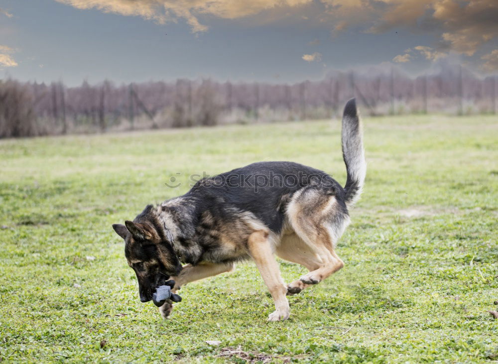 Similar – Happy black and tan dog standing panting