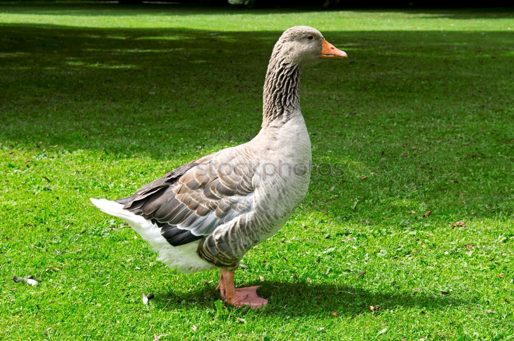 Similar – Image, Stock Photo Easterpel Drake Meadow