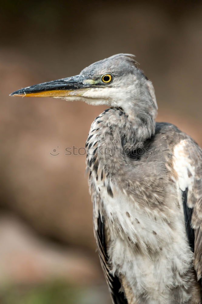 Similar – Image, Stock Photo Giant Kingfisher