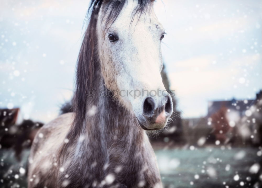 Similar – Image, Stock Photo Horse in snowy paddock