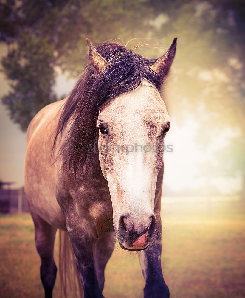 Similar – Image, Stock Photo Beer for horses Lifestyle