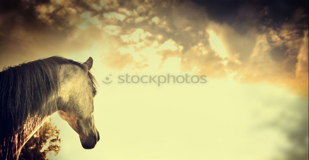 Similar – Image, Stock Photo domestic Curiosity Brown