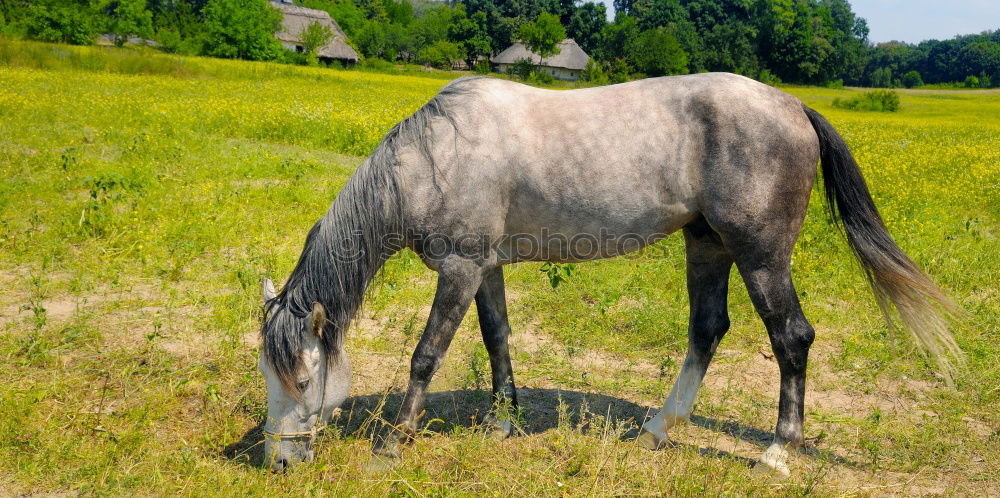 Similar – auf der Alm Tier Nutztier