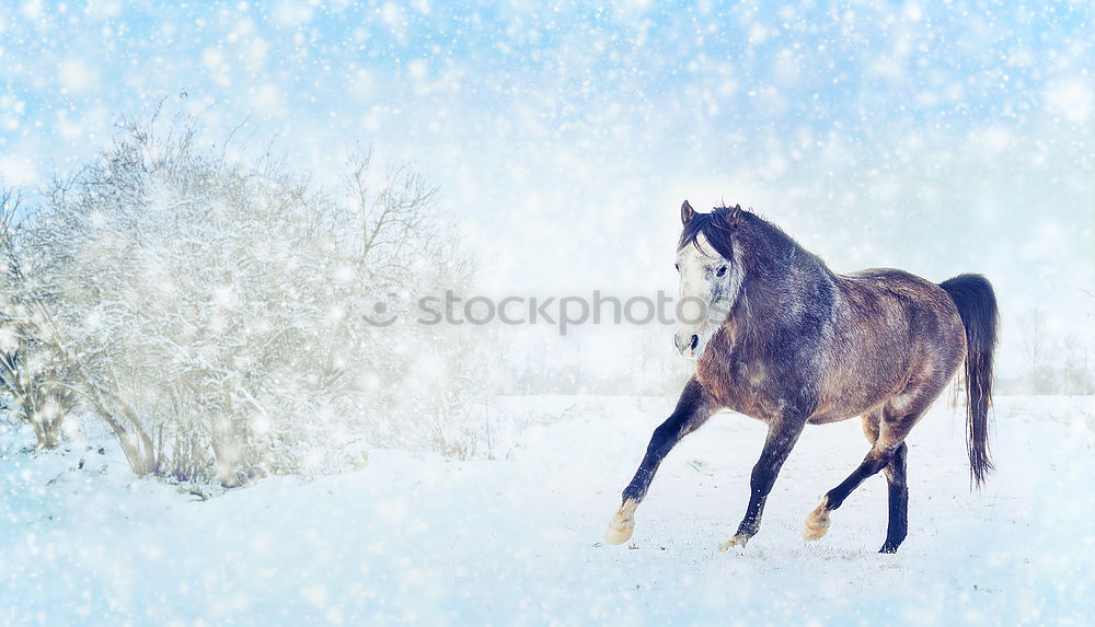 Similar – Image, Stock Photo Happy horses (4) Sky