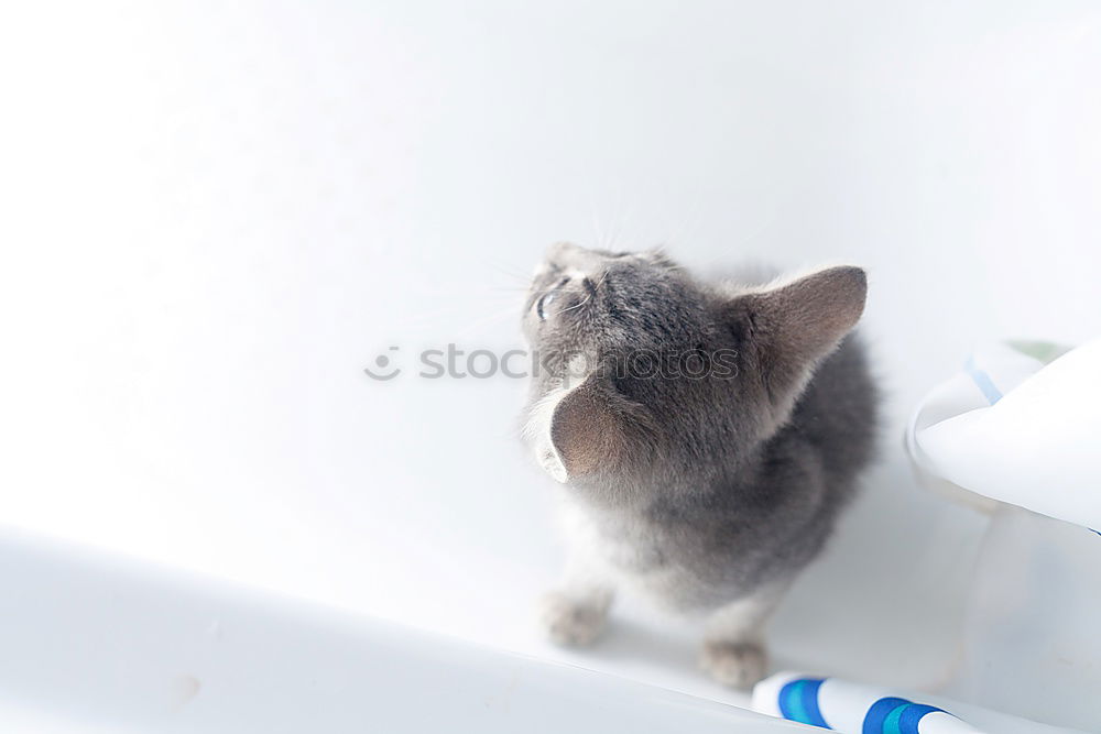 Similar – Image, Stock Photo Cat life