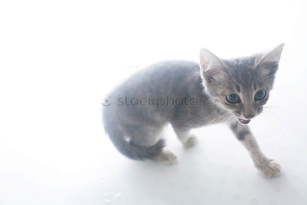 Similar – Katzenmilch Tier Haustier