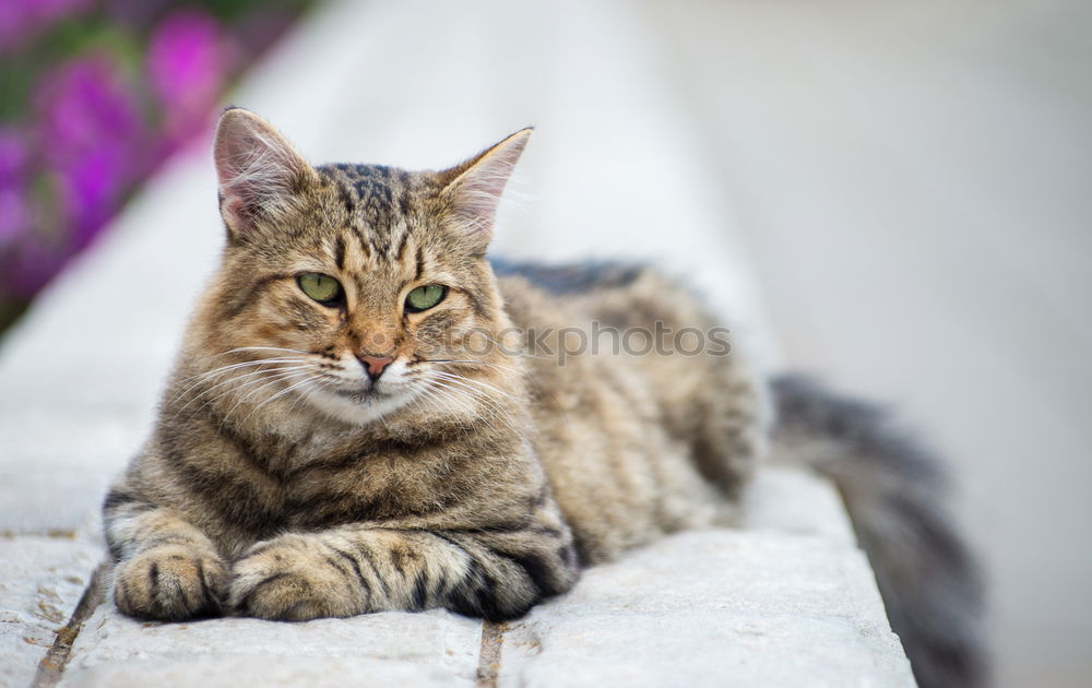 Image, Stock Photo cat Summer Greece Crete