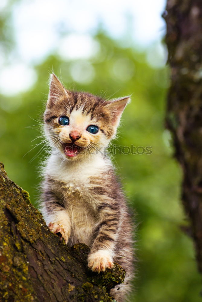 Similar – Image, Stock Photo The tomcat Georg Animal