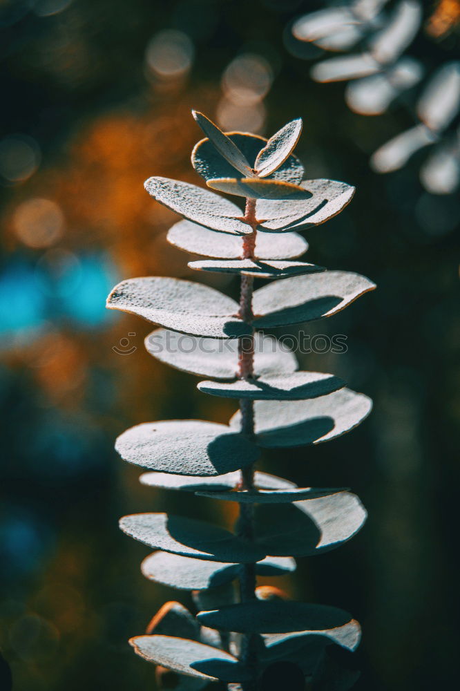 Similar – Image, Stock Photo waiting for spring Flower