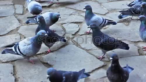 Similar – seagull show Feed Feeding