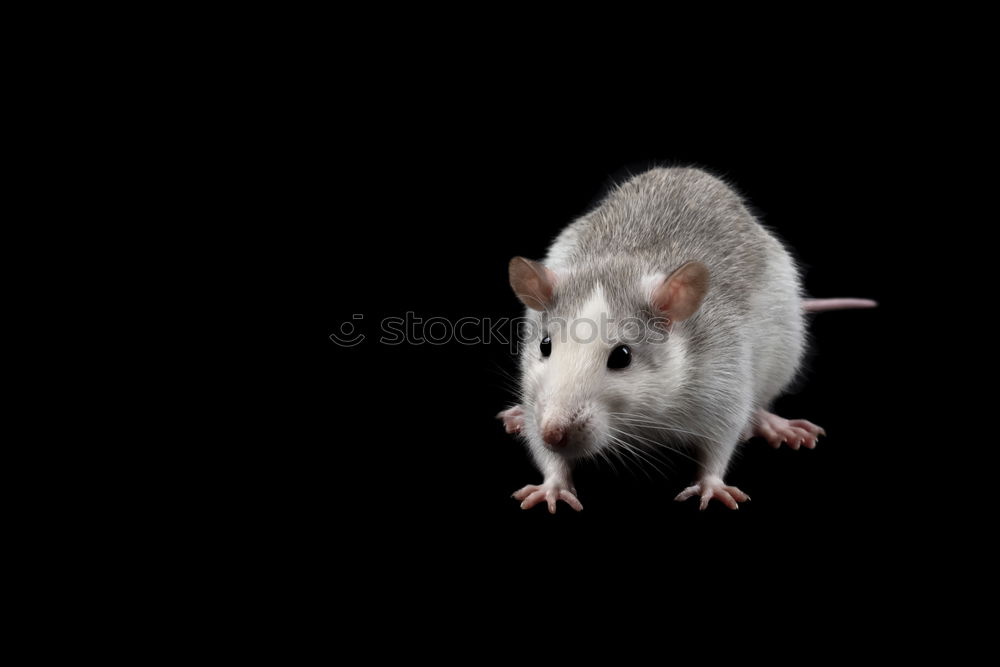 Similar – Image, Stock Photo cable mouse Mouse Animal