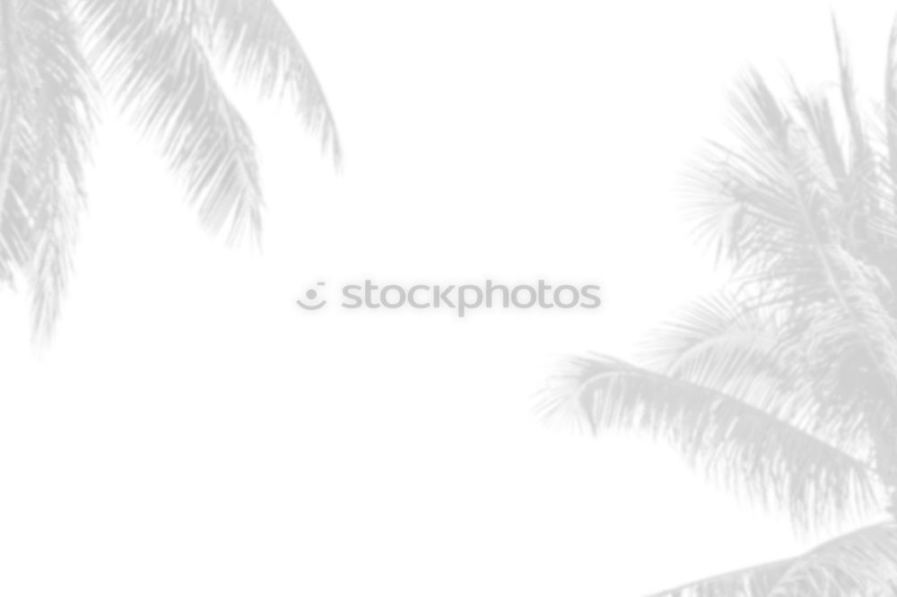 Similar – Image, Stock Photo tropical ornamental plant