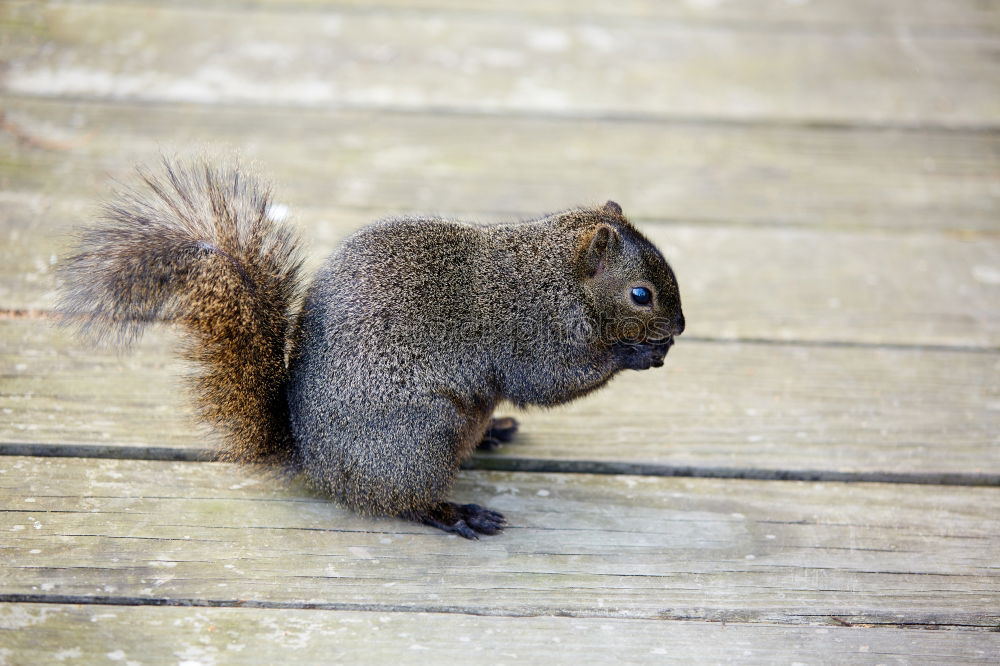 Similar – Lieblingstier: Eichhörnchen! Teil 1