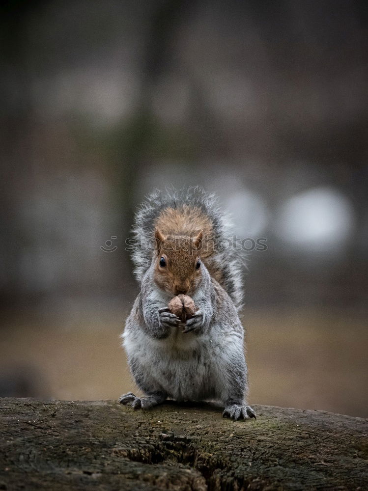 Squirrel Eichhörnchen Tier