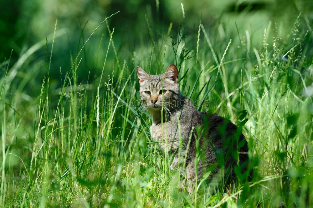 Image, Stock Photo Encounter with a cat in the grass