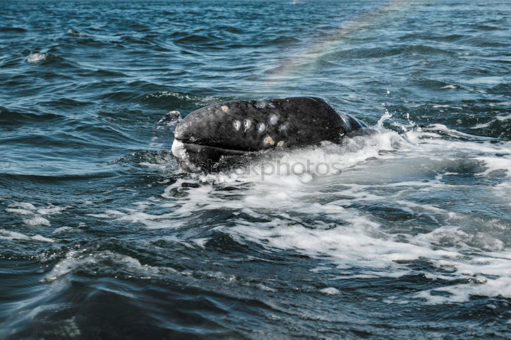 Similar – Image, Stock Photo Curious whale Whale Near